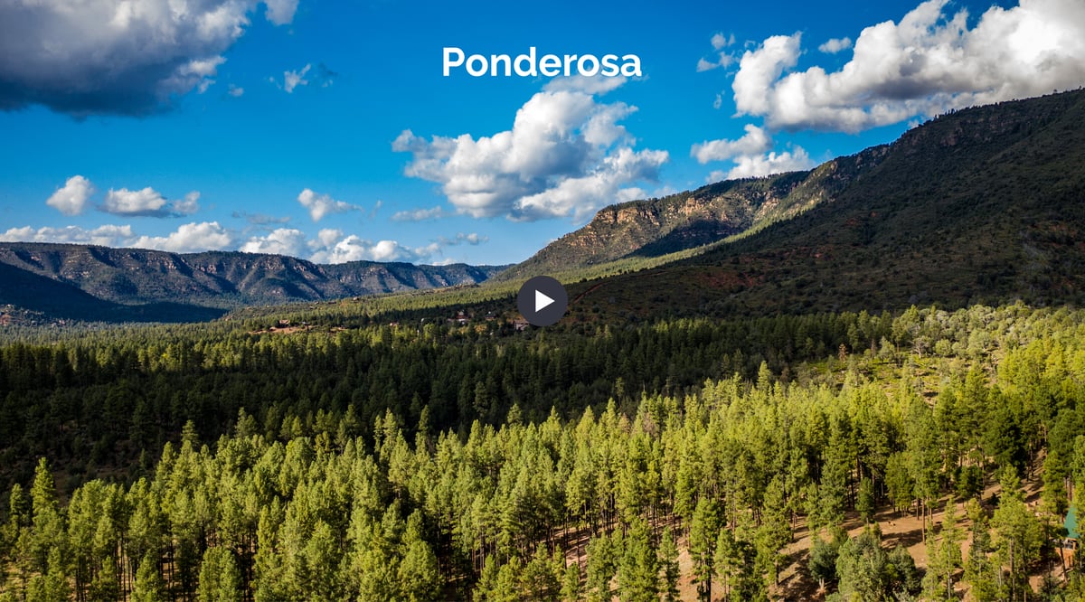 ELS-Profiles_Colors Page_Cover Images_ponderosa